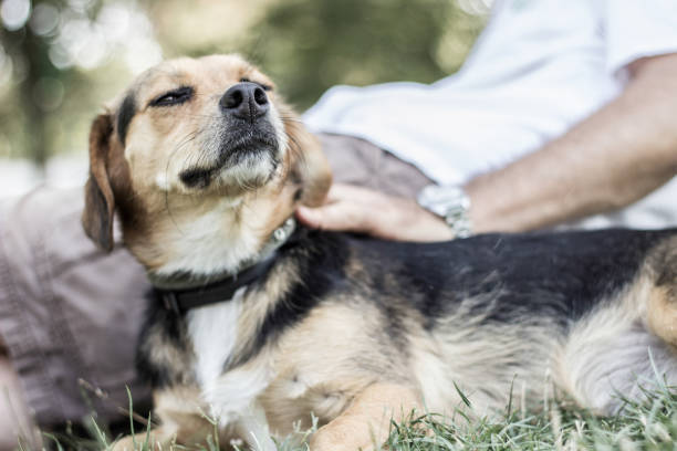 istock Beautiful young golden retriever is laughing 1360845102