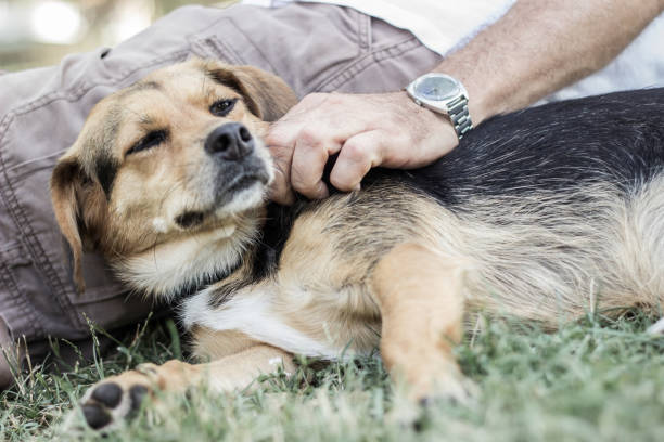 istock Beautiful young golden retriever is laughing 1360845117
