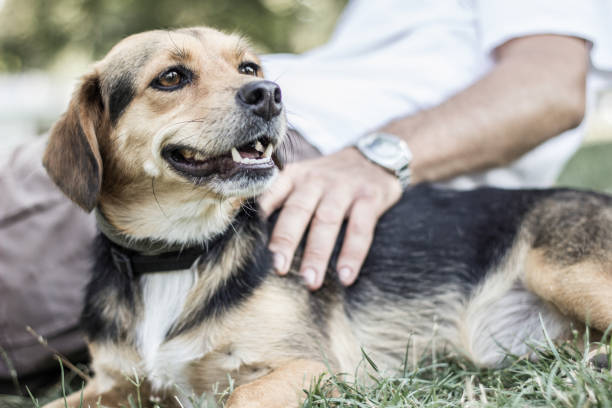 istock Man hugging his beloved dog 1360845132