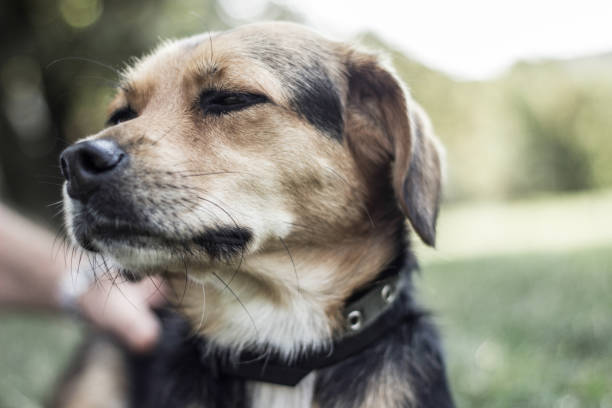 istock Beautiful young golden retriever is laughing 1360845144