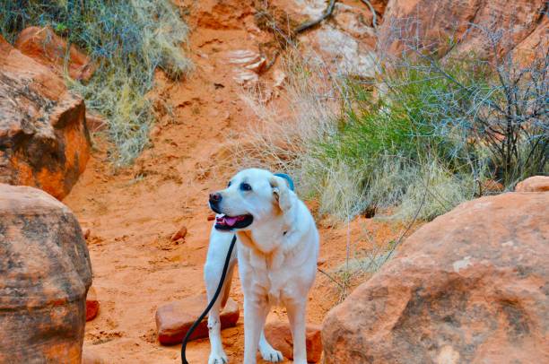 istock Labrador retriever in the desert 1360846642