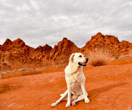 A service dog at Valley of Fire, Nevada