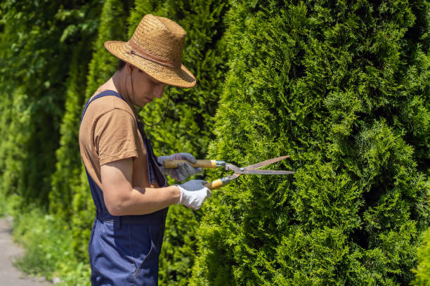 istock A professional gardener is cutting a thuja tree for a better shape 1360846810