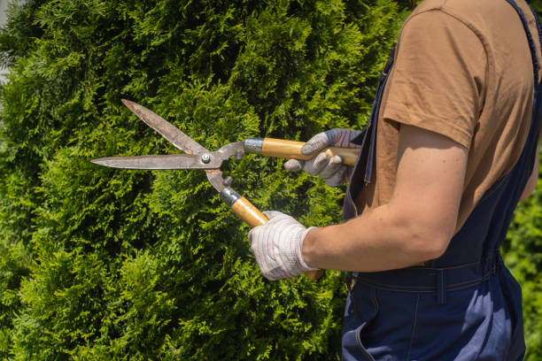 istock A professional gardener is cutting a thuja tree for a better shape 1360846829