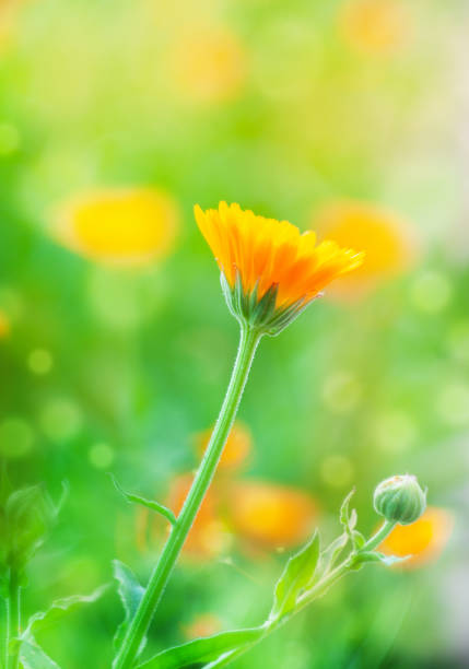 istock calendula flower in nature warm summer meadow in sunlight, macro, soft focus 1360847482