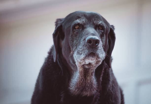 Old Black Labrador stock photo