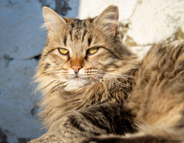 istock Close-up image of cat lying on the ground. Cat looking at camera 1360847625