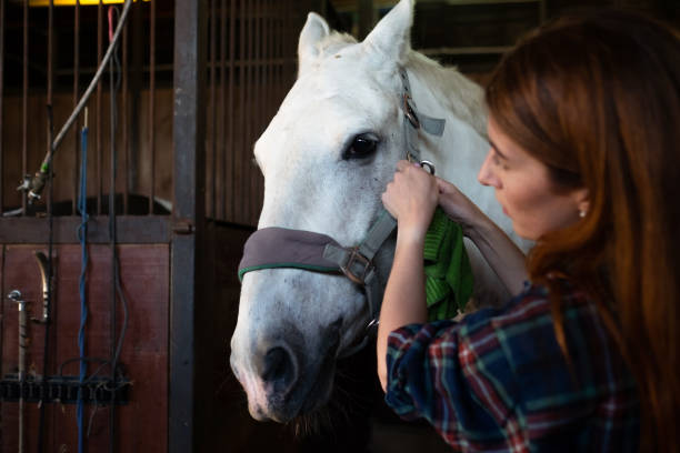 istock Woman prepare horse for riding, making braid in stable 1360848387