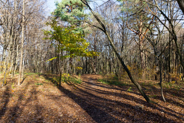 istock deciduous trees in the autumn season during leaf fall 1360850240
