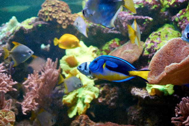 수족관에서 파란색과 노란색 파라칸투르누스 헤파투스 - fish tank 뉴스 사진 이미지