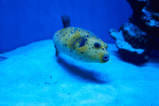 arothron nigropunctatus yellow. fugy fish Arothron nigropunctatus yellow. Poisonous fugy fish in blue water arothron nigropunctatus stock pictures, royalty-free photos & images