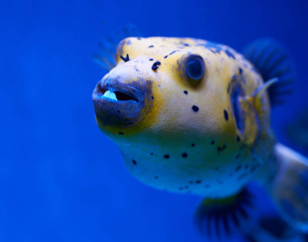 istock arothron nigropunctatus yellow. fugy fish 1360851280