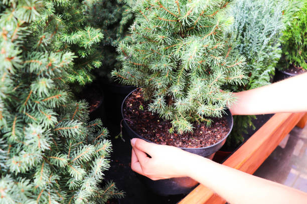 istock Christmas trees in pots for sale 1360851507