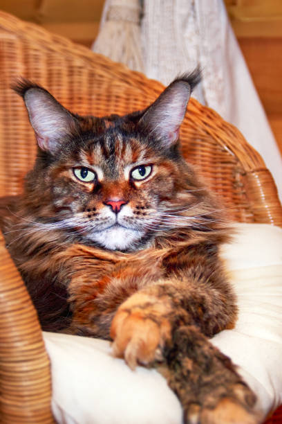 istock Close-up portrait of maine coon cat, front view 1360852038