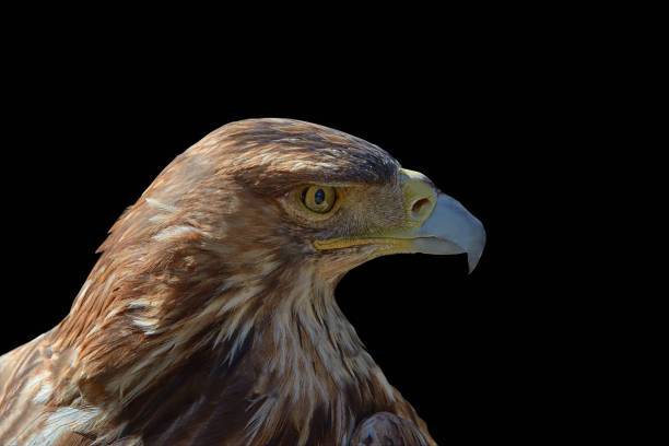 istock Eagle close-up on a black background, full face. 1360852177