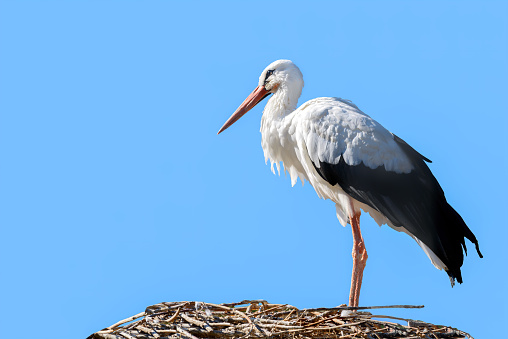 Stork stands in the nest close-up on a blue background.
