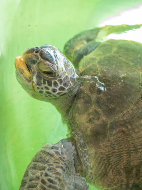 istock sweet look from caratta caretta 1360852336