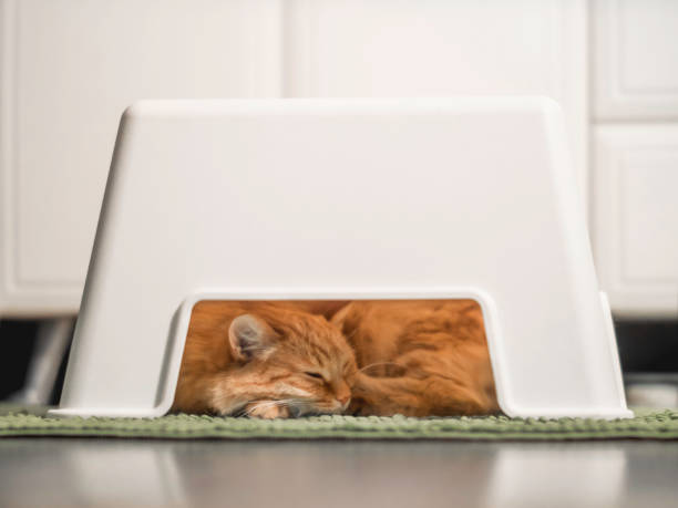Cute ginger cat sleeps under child's stool in bathroom. Fluffy pet hides under white chair. Hiding place for small domestic animal.