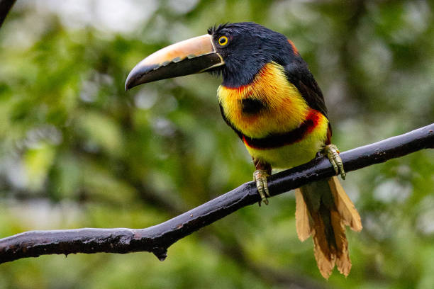 istock Wild Collared aracari toucan in Costa Rica 1360854831