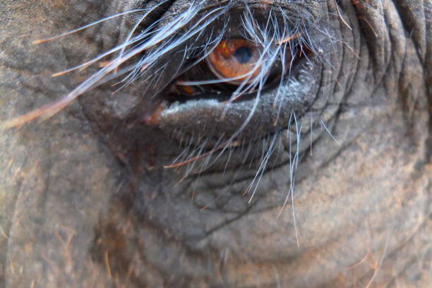A very hairy eye of a gray huge elephant. World of wild animals elephant. Elephant's eye