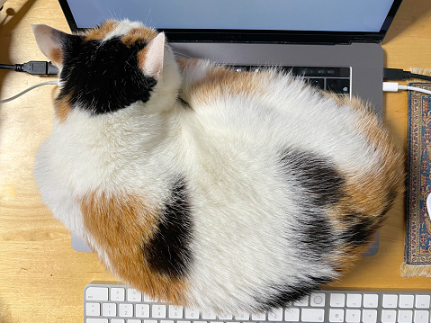 Cat on Apple MacBook Pro Laptop
