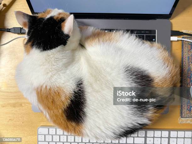 Cat On Apple Macbook Pro Laptop Stock Photo - Download Image Now - Animal, Black Color, Black Hair