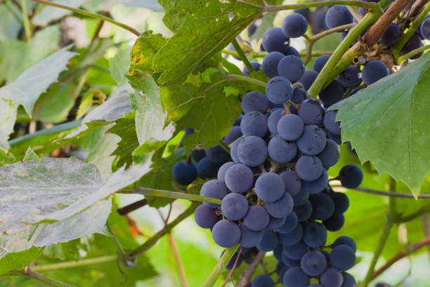 istock Blue grapes are ready for harvest. 1360858613