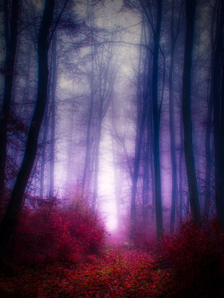 istock Magical foggy forest 1360858887