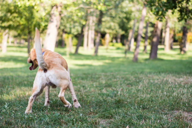 hund peeing - golden retriever dog autumn leaf stock-fotos und bilder