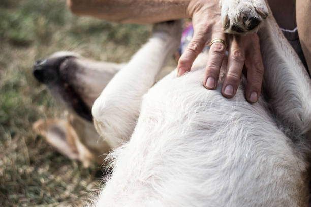 istock Hands of owner petting a dog 1360861069