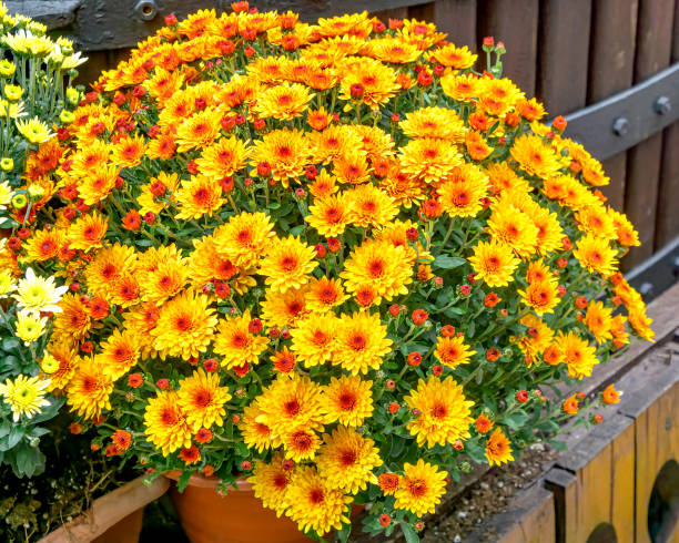 istock Bush gerberas grow on the street 1360861856