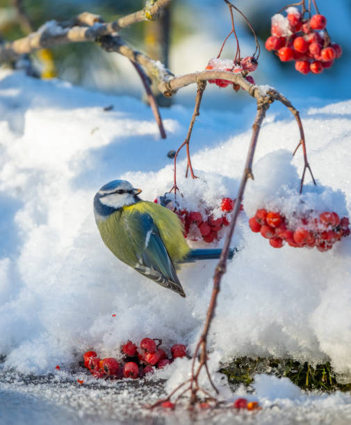 istock The blue tit bird hangs upside down on a bunch of red mountain ash 1360864027