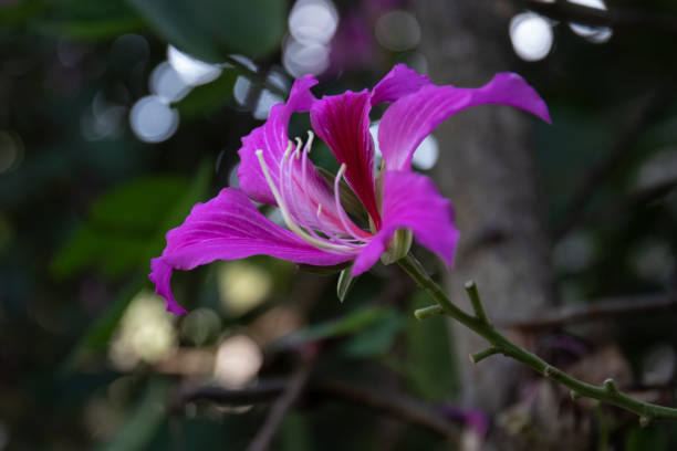 istock Close up Blooming Purple flower 1360864084