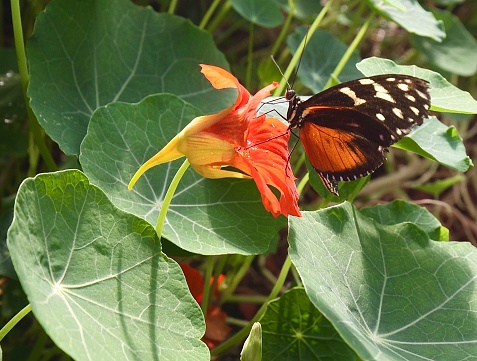 Butterfly sucking nectar on a nasturtium