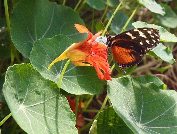 Butterfly On A Nasturtium Butterfly sucking nectar on a nasturtium nasturtium stock pictures, royalty-free photos & images