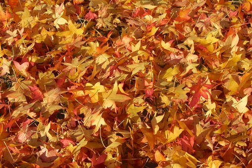 Collection of fallen maple leaves on the ground