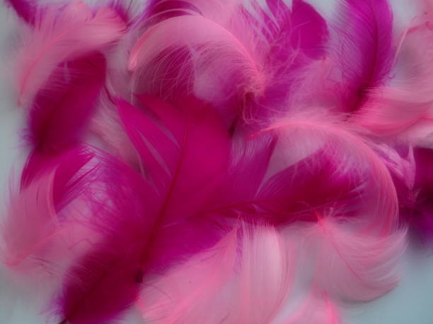 istock Pink and crimson feathers as a background. Light curved fluffy feathers. Flamingo plumage. Colored feathers. Theme of Love, St. Valentine's Day. 1360866632