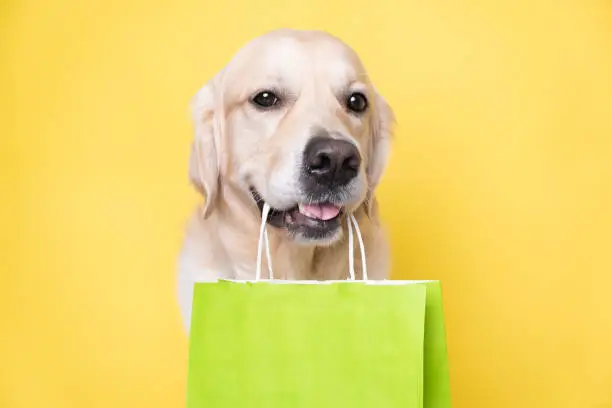 Photo of Cute golden retriever dog holding a green paper shopping bag in his teeth while sitting on a yellow background.