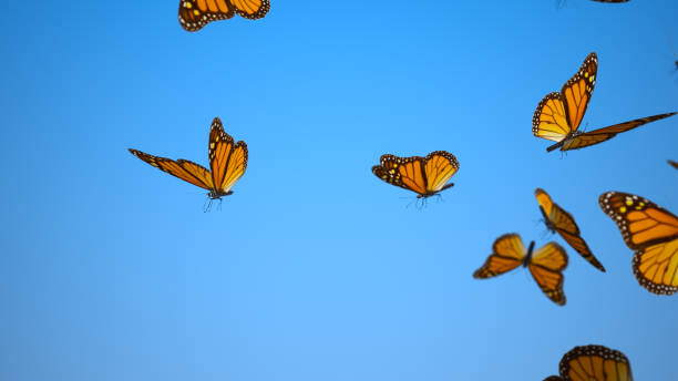 enjambre de mariposas - mariposa lepidópteros fotografías e imágenes de stock