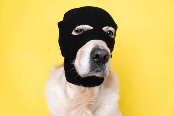 A dog in a mask of a robber or a criminal. Golden retriever sits on a yellow background in a black balaclava.