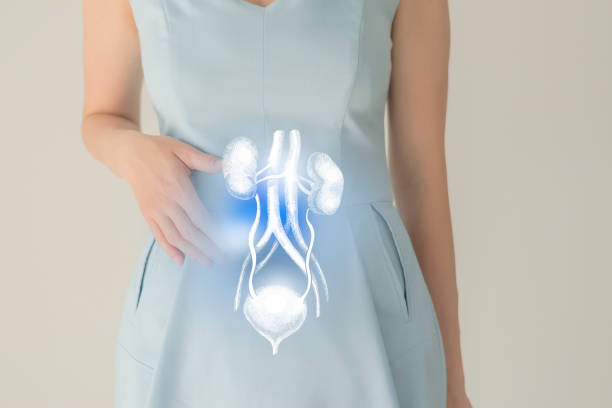 Woman in blue clothes holding virtual renal system in hand. Handrawn human organ, detox and healthcare, healthcare hospital service concept stock photo Unrecognizable female patient in blue clothes, highlighted handrawn renal system in hands. Human renal system issues concept. kidney failure photos stock pictures, royalty-free photos & images
