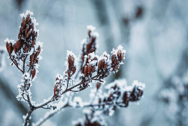 istock Frozen branch under snow, winter nature background 1360870101