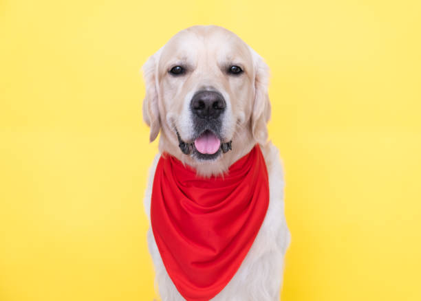 un lindo perro con un pañuelo rojo alrededor de su cuello se sienta sobre un fondo amarillo. un golden retriever vestido de vaquero o sheriff sonríe y mira a la cámara. - golden retriever bandana dog handkerchief fotografías e imágenes de stock