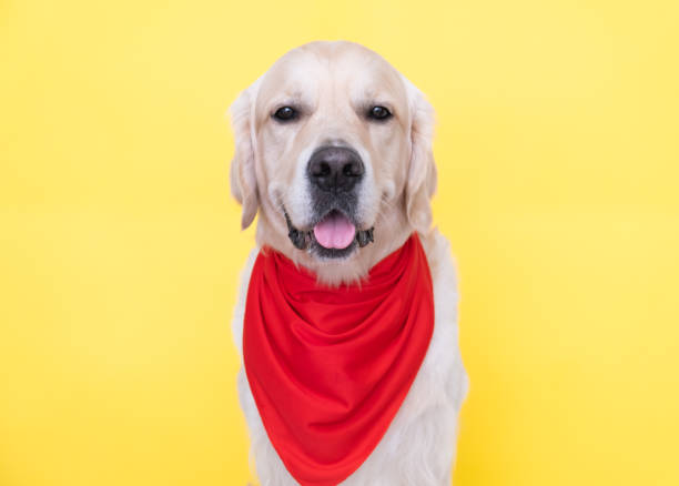 a cute dog with a red bandana around his neck sits on a yellow background. a golden retriever dressed as a cowboy or sheriff smiles and looks at the camera. - golden retriever bandana dog handkerchief imagens e fotografias de stock