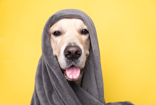 Happy golden retriever dog under a gray blanket sits on a yellow background. In cold winter weather, the pet keeps warm under a blanket. Pet friendly and grooming concept.