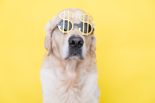Retrato de un lindo perro con gafas de sol en forma de dólar. Golden retriever se sienta sobre un fondo amarillo con la imagen del dinero. photo