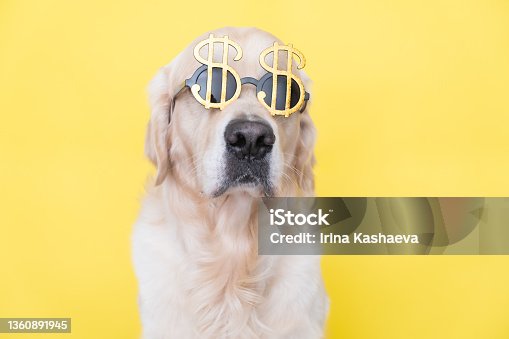 istock Portrait of a cute dog in sunglasses in the shape of a dollar. Golden retriever sits on a yellow background with the image of money. 1360891945