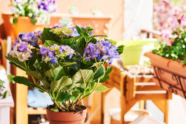Young hydrangea flowers growing in pot on balcony stock photo