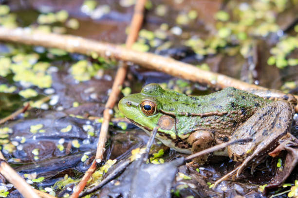 istock North American Green frog 1360895357