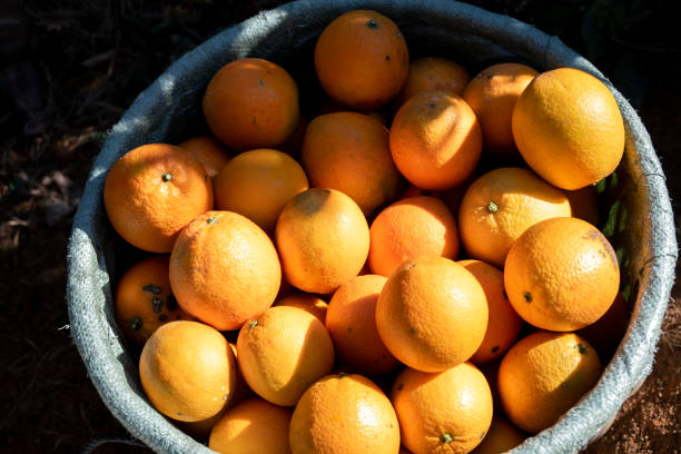 istock fresh oranges hanging in the orchard 1360899507